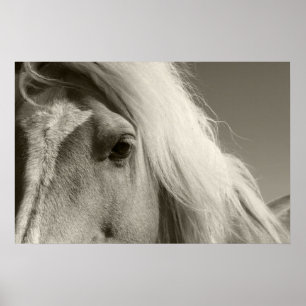 Haflinger Porträt - Horse - cheval Poster