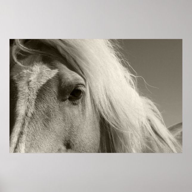 Haflinger Porträt - Horse - cheval Poster (Vorne)