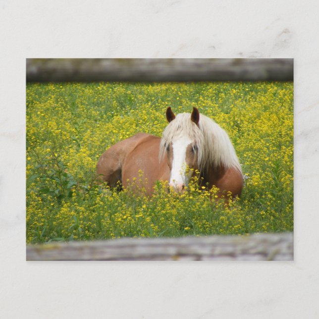 Haflinger Postcard Postkarte (Vorderseite)