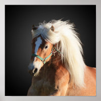 Haflinger