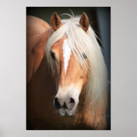 Haflinger