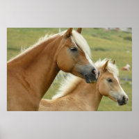Haflinger