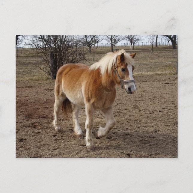 Haflinger Postkarte (Vorderseite)
