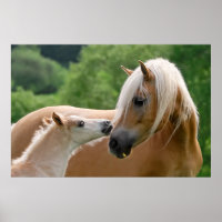 Haflinger-Stute und Fohlen-Kuschel