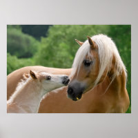 Haflinger-Stute und Fohlen-Kuschel