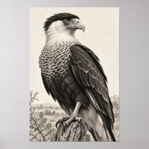Hähenkarakara in Südtexas Graphit Poster