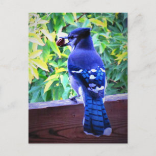 Häher mit Erdnuss und schönen blauen Federn Postkarte