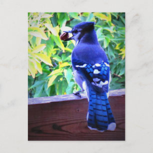 Häher mit Erdnuss und schönen blauen Federn Postkarte