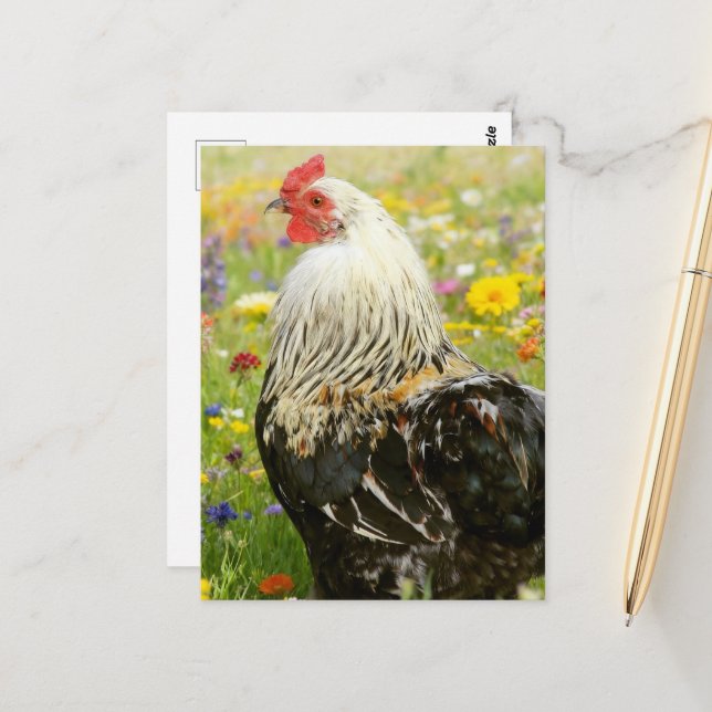 Hahn auf einer Blumenwiese Postkarte (Vorderseite/Rückseite Beispiel)