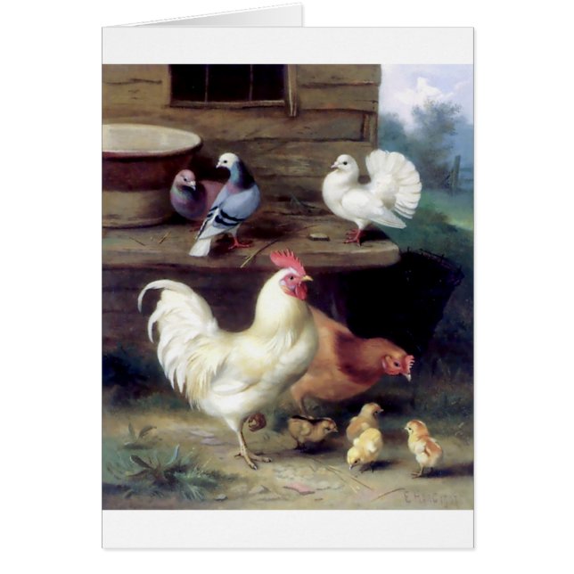 Hahn-Henne-Huhn-Tauben (Vorne)