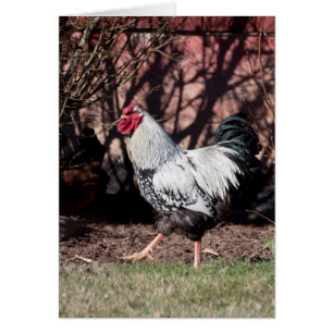 Hahn Struttin sein Material