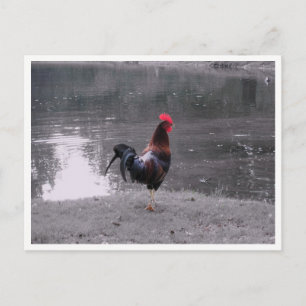 Hahn Wildtier Vogel in der Natur Postkarte