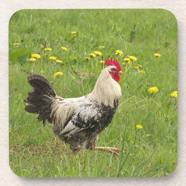 Hähnchen, Hähnchen, Tiere, Vögel, landwirtschaftli Getränkeuntersetzer (Vorderseite)