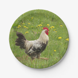 Hähnchen, Hähnchen, Tiere, Vögel, landwirtschaftli Pappteller