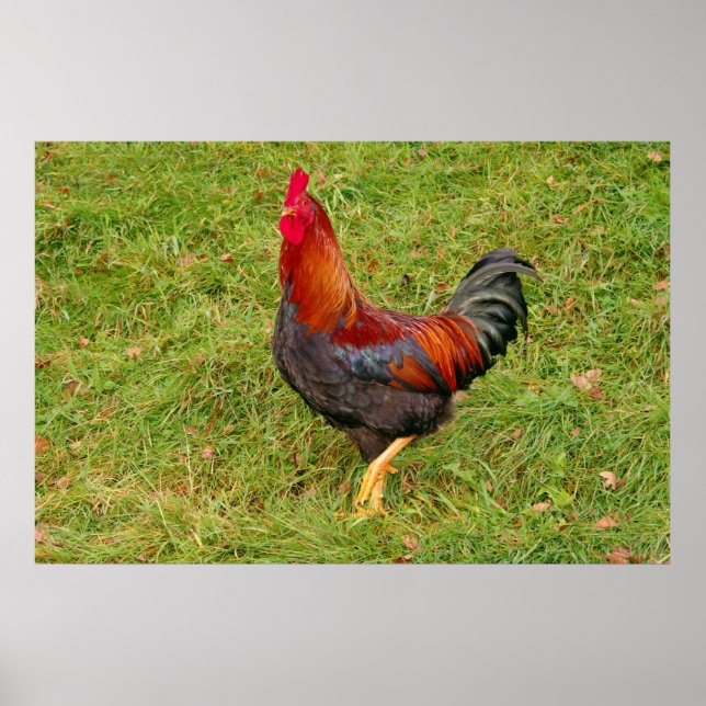 Hähnchen Poster (Vorne)