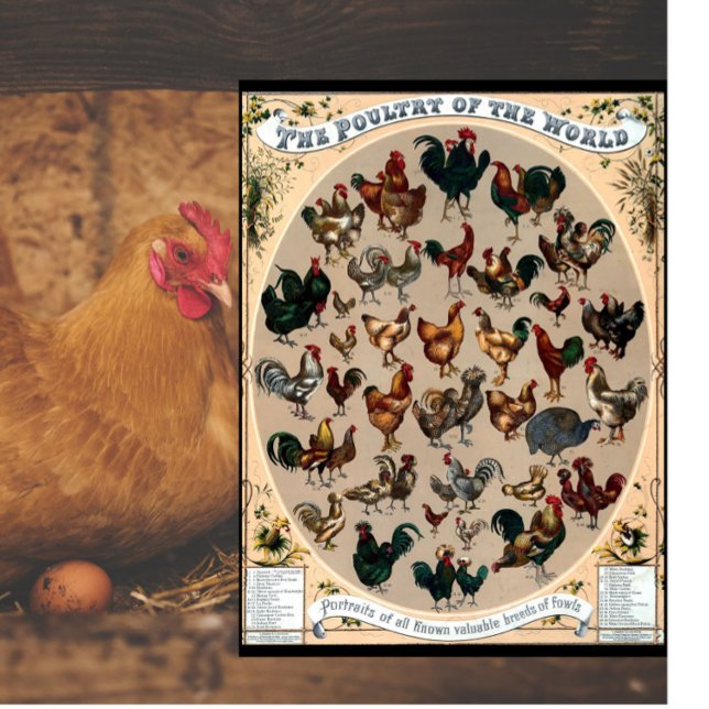 Hähnchen und Hähnchen, Vintag, Hühner und Hähnchen Schneidebrett (Von Creator hochgeladen)