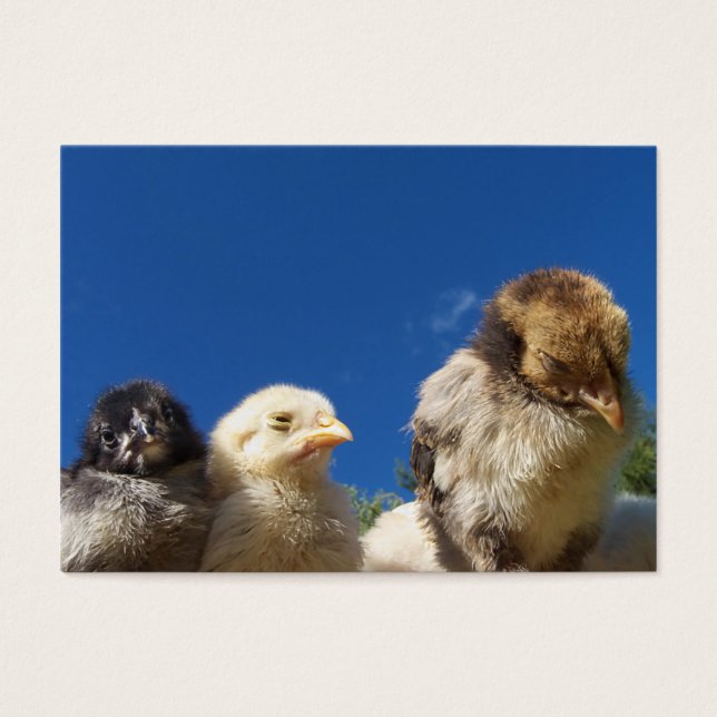 Hähnchenküken schlafen (Vorderseite)