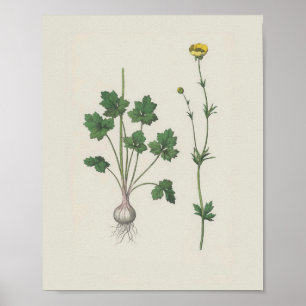Hahnenfuß Botanische Wildblume Poster