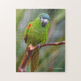 Hahns Mini-Macaw/Rot-Schulter-Ara Puzzle