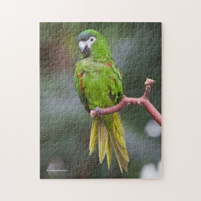 Hahns Mini-Macaw/Rot-Schulter-Ara Puzzle (Vertikal)