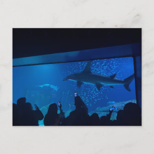 Hai-Aquarium-Ausstellung Postkarte