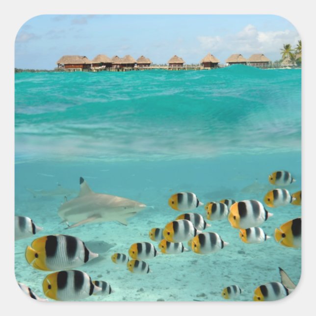 Hai, der Fische in Bora Bora auf dem Aufkleber für (Vorderseite)