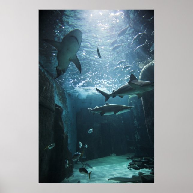 Hai im Aquarium Poster (Vorne)