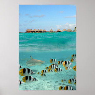 Hai jagen Fische in Bora Bora Lagoon Poster