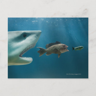 Hai jagen Seebarsch jung Postkarte
