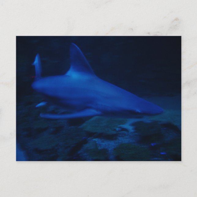 Hai Postkarte (Vorderseite)