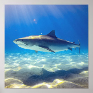 Hai schwimmen Blaues Meer Poster