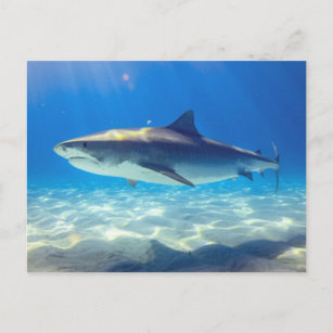 Hai schwimmen Blaues Meer Postkarte