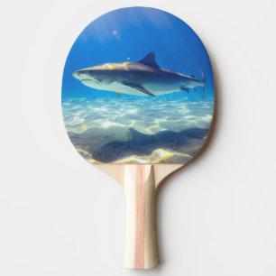 Hai schwimmen Blaues Meer Tischtennis Schläger