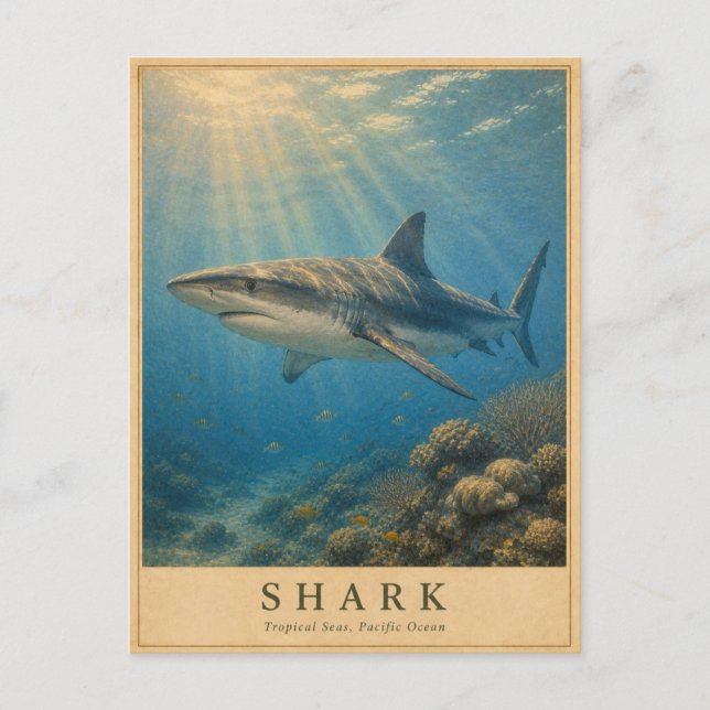 Hai Tropical Pacific VINTAGE Postkarte (Vorderseite)