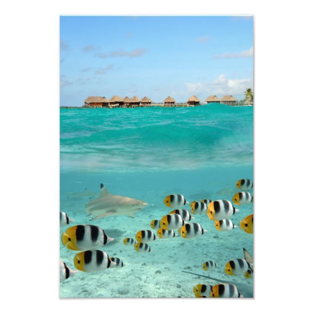 Hai und Fische, Lagune Bora Bora Fotodruck (Vorne)