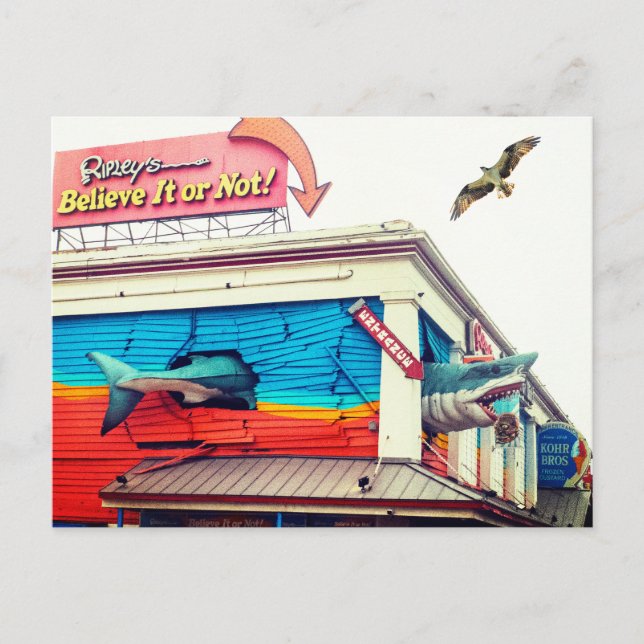 Hai und Osprey Postkarte (Vorderseite)