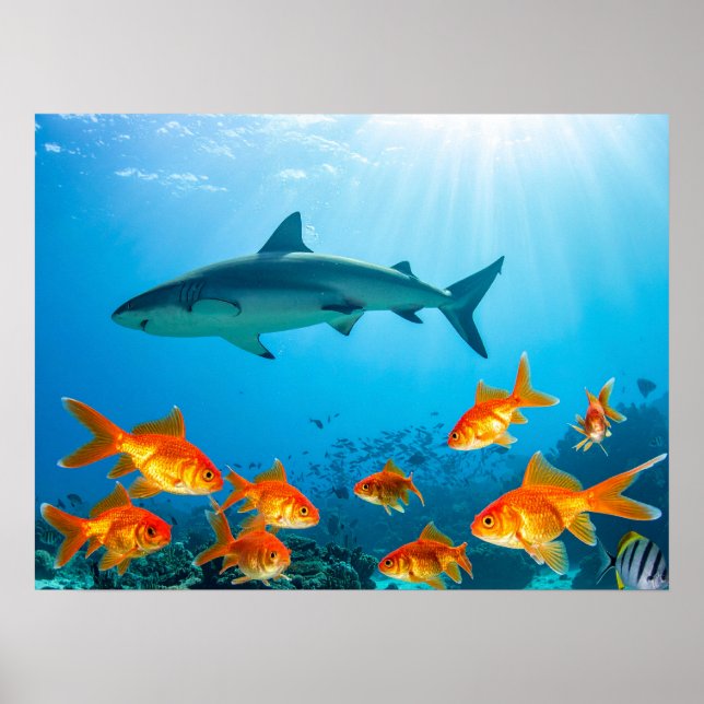 Hai unter Goldfischen Poster (Vorne)