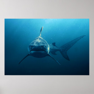 Hai unter Wasser Poster
