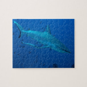 Hai-Unterwasser-Foto-Puzzle Puzzle