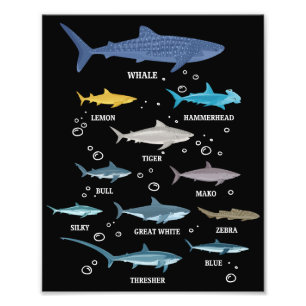 Haiarten Haifischfische Gesichter Meeresbiologie Fotodruck
