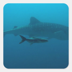Haie Fisch Ozean Wasser Tropischer Strand Frieden Quadratischer Aufkleber