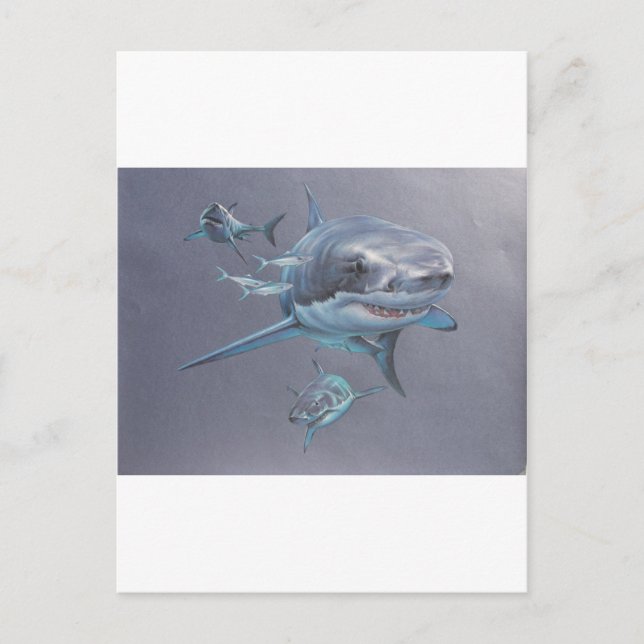 Haie in der Bucht Postkarte (Vorderseite)