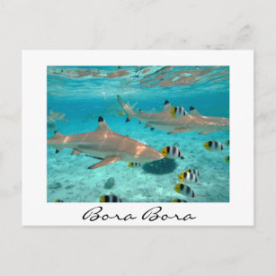 Haie in der Lagune von Bora Bora, weißer Text, Pos Postkarte