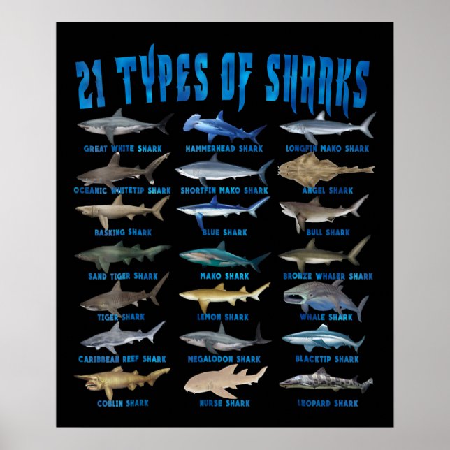 Haie liebt 21 Arten von Haien Poster (Vorne)