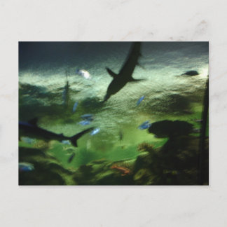 Haie Postkarte