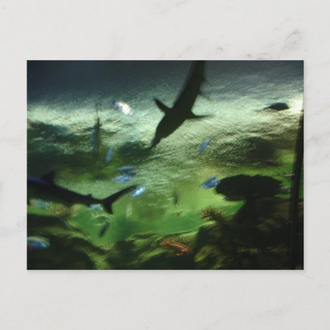 Haie Postkarte (Vorderseite)