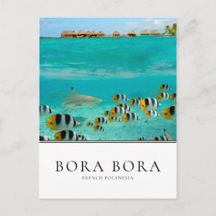 Haie und Fische in Bora Bora, Französisch-Polynesi Postkarte