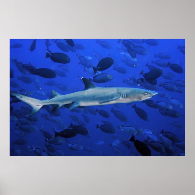 Haie und Surgeonfish Poster (Vorne)