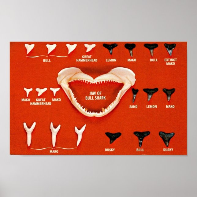 Haie von Florida Poster (Vorne)