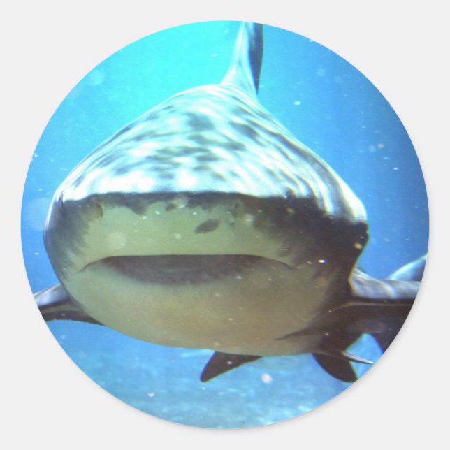 Haifisch-Aufkleber Runder Aufkleber (Vorderseite)